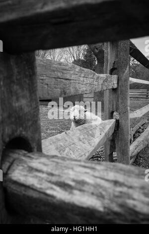 Una pecora guarda fuori da dietro una fattoria in legno recinzione. Foto Stock