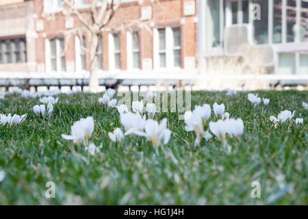 I fiori sbocciano in primavera lungo New York City's High Line Park. Foto Stock