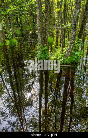 Laghetto del bosco, Kabetogama la foresta di stato, Minnesota, Stati Uniti d'America Foto Stock
