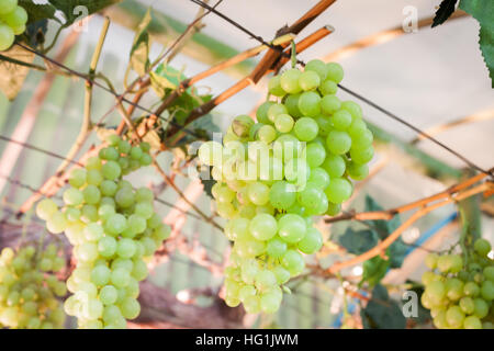 I grappoli di uve appendere un vitigno, stock photo Foto Stock