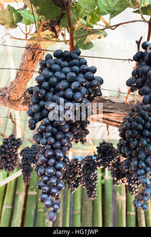 I grappoli di uve appendere un vitigno, stock photo Foto Stock