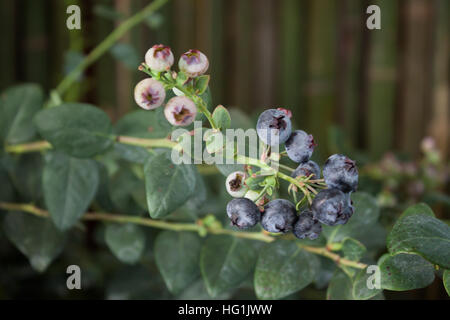 I mirtilli maturazione sulla boccola, stock photo Foto Stock