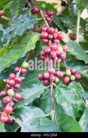 I semi di caffè su un albero di caffè, stock photo Foto Stock