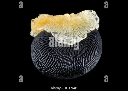 Dicentra torulosa, Spurgo cuore, Herzblume, sementi, vicino, della dimensione del seme 2 mm Foto Stock