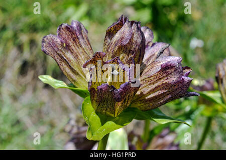 Avvistati i fiori di un genziana Foto Stock