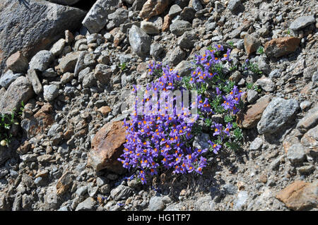 Linaria alpina Foto Stock