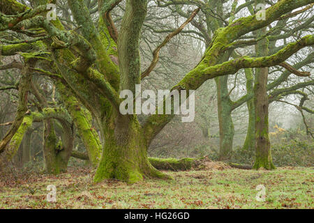 Nebbiose giornate invernali nel South Downs National Park, West Sussex, in Inghilterra. Foto Stock