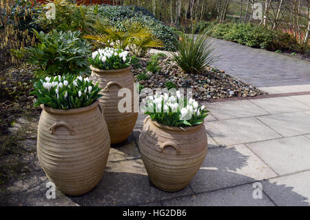 Tre contenitori di terracotta riempita con Crocus bianco sul display a RHS Garden Harlow Carr, Harrogate, Yorkshire. England Regno Unito. Foto Stock