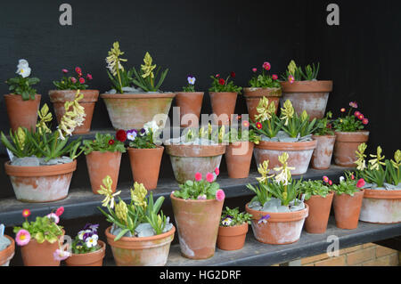 Un sacco di giacinti, viole e margherite in vasi di fiori in mostra alla RHS Garden Harlow Carr, Harrogate, Yorkshire. In Inghilterra. Foto Stock