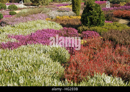 Heather giardino con differenti fioritura eriche e alcuni conferisce Foto Stock