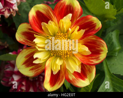 Uno giallo e rosso Collarette Pooh Dahlia Fiore, closeup, UK. Foto Stock