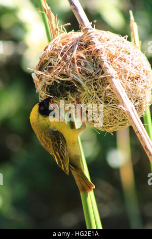 Southern African maschio Tessitore mascherato uccello tenuto al di là di un nido. Foto Stock