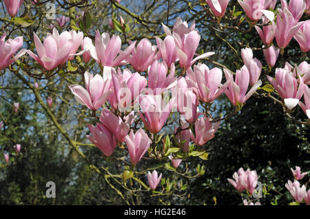 Magnolia (gresham-hybr.) 'Heaven Scent' Foto Stock
