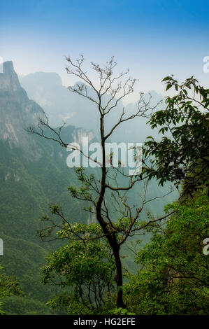 Un albero contro uno sfondo di montagne di Tianmen Shan nella città di Zhangjiajie nella provincia del Hunan in Cina. Foto Stock