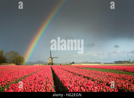 Un arcobaleno nel cielo di un mulino a vento ed un campo di tulipani rossi durante una tempesta a molla in un paesaggio vicino ad Amsterdam in Olanda. Foto Stock