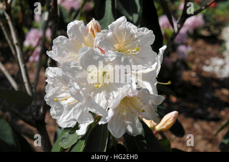 Rhododendron decoro subsp. decoro Foto Stock