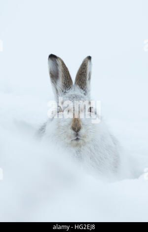 Mountain lepre (Lepus timidus) di appoggio nella sua forma nella neve Foto Stock