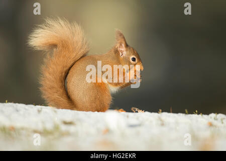 Red Squirrel (Sciurus vulgaris) looking for food in the snow Foto Stock