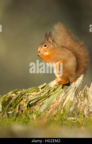 Red scoiattolo (Sciurus vulgaris) mangiare i dadi ai piedi di un albero Foto Stock