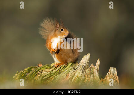 Red scoiattolo (Sciurus vulgaris) seduto su un log di mangiare i dadi in inverno Foto Stock