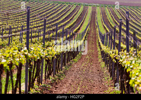 Filari di vigneti di vigne. Paesaggio di primavera con il verde dei vigneti. Vigneti della Moravia del sud in Repubblica Ceca. Foto Stock