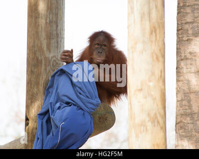 Timido, giovani orangutan appollaiato su un asse di legno Foto Stock