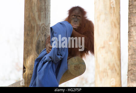 Timido, giovani orangutan appollaiato su un asse di legno Foto Stock