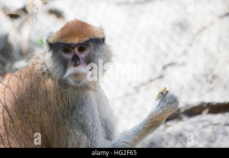 Patas monkey, chiamato anche una scimmia militare e il rosso guenon, mangiare Foto Stock