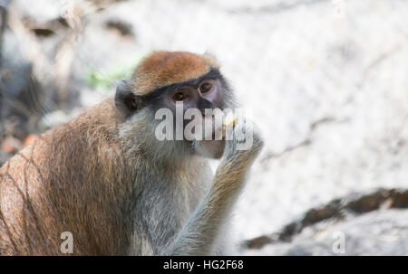 Patas monkey, chiamato anche una scimmia militare e il rosso guenon, mangiare Foto Stock