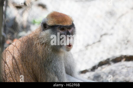 Patas monkey, chiamato anche una scimmia militare e il rosso guenon, urlando Foto Stock