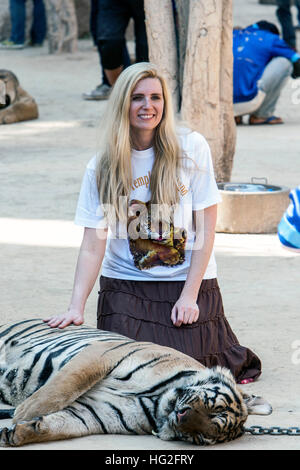 Visitatore petting tiger Tiger tempio vicino a Kanchanaburi Thailandia Foto Stock