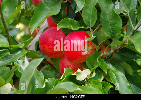 Rote Äpfel am Baum - Mele rosse su albero in autunno Foto Stock