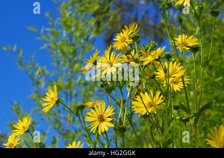 Silphie Durchwachsene im Sommer - impianto di coppa in estate, pianta di giardino Foto Stock