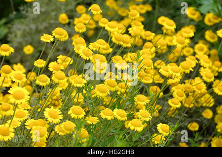 Färber-Hundskamille, eine Wildpflanze - giallo camomilla, un millefiori, Cota tinctoria Foto Stock