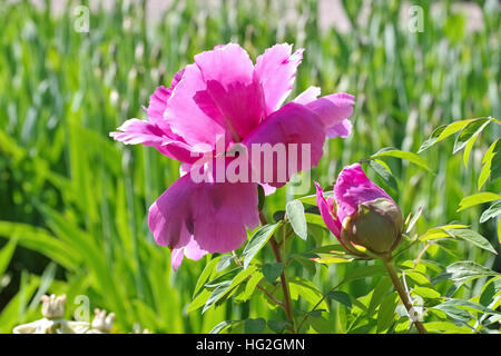 Strauchpfingstrose Reine Elisabeth - arbusto Peonia della varietà Reine Elisabeth in primavera Foto Stock