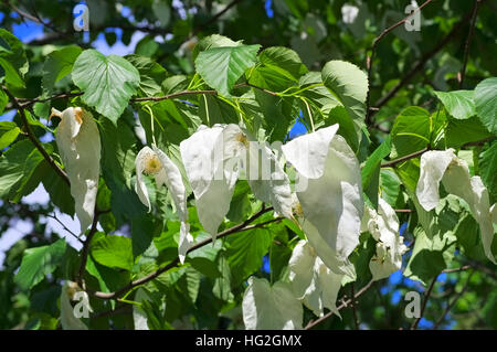 Taschentuchbaum oder Davidia involucrata - colomba-albero o Davidia involucrata in primavera Foto Stock