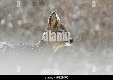 Capriolo in nevicate in inverno Foto Stock
