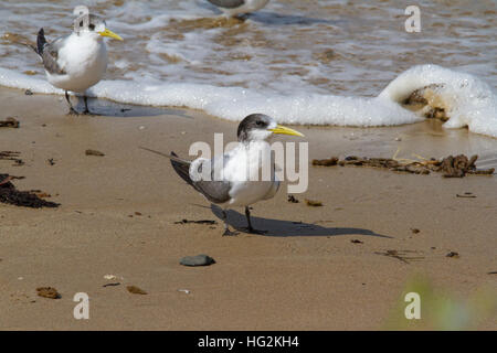 Maggiore crested tern (Thalasseus bergii) o swift tern Foto Stock