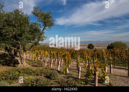 Vigneto, Ram's Gate Winery, Sonoma, Sonoma County, California Foto Stock