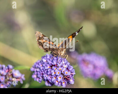 Cynthia farfalle, chiamato Painted Ladies, un sottogenere del genere Vanessa famiglia Nymphalida Foto Stock