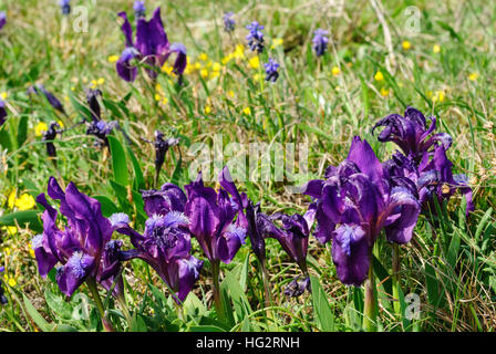 Breitenbrunn am Neusiedler See: iridi di Nana (Iris pumila) nella riserva naturale Tenauriegel - Neusiedler See, , Burgenland, Austria Foto Stock