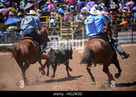 Rodeo concorrenza durante la Navajo Nation Fair, rinomata in tutto il mondo come evento che mette in mostra l'agricoltura Navajo, belle arti e mestieri, con la promozione e pr Foto Stock