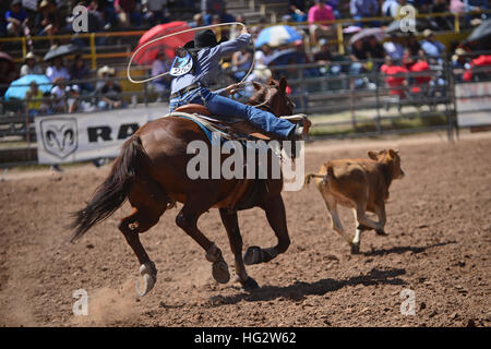 Rodeo concorrenza durante la Navajo Nation Fair, rinomata in tutto il mondo come evento che mette in mostra l'agricoltura Navajo, belle arti e mestieri, con la promozione e pr Foto Stock