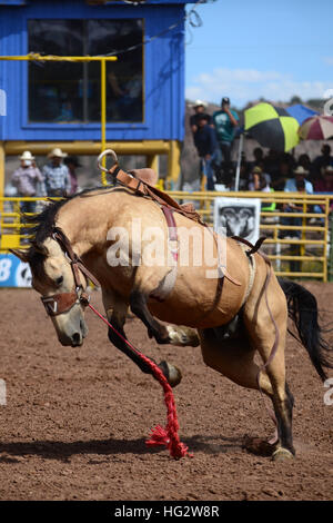 Rodeo concorrenza durante la Navajo Nation Fair, rinomata in tutto il mondo come evento che mette in mostra l'agricoltura Navajo, belle arti e mestieri, con la promozione e pr Foto Stock