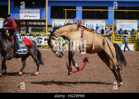 Rodeo concorrenza durante la Navajo Nation Fair, rinomata in tutto il mondo come evento che mette in mostra l'agricoltura Navajo, belle arti e mestieri, con la promozione e pr Foto Stock