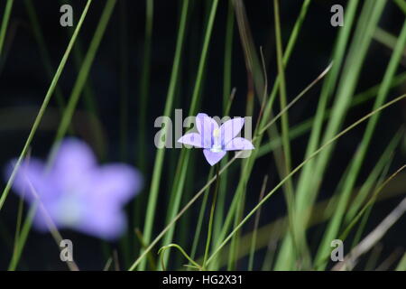 Ripresa macro di fiori viola Foto Stock