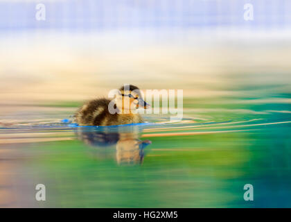 Mallard chick [Anas platyrhynchos] su acqua colorata riflessioni. Buon calendario immagini. Foto Stock