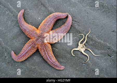 Starfish comune / comune stella di mare (Asterias rubens) e fragile stella / stella serpente (Ophiura ophiura) lavato sulla spiaggia Foto Stock