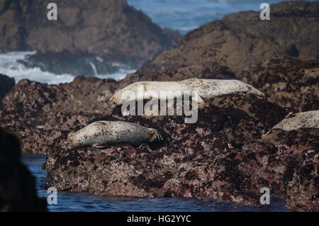 Le guarnizioni di tenuta del porto godendo la costa rocciosa di Fort Bragg, California dalla spiaggia di vetro. Foto Stock