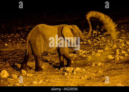 Elephant avente un bagno di polvere nella notte Foto Stock